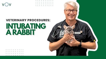 Veterinary Surgical Training: How to Intubate a Rabbit | Step-by-Step Vet Technique