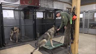 Place Work Intro with Fearful / Reactive German Shepherds.