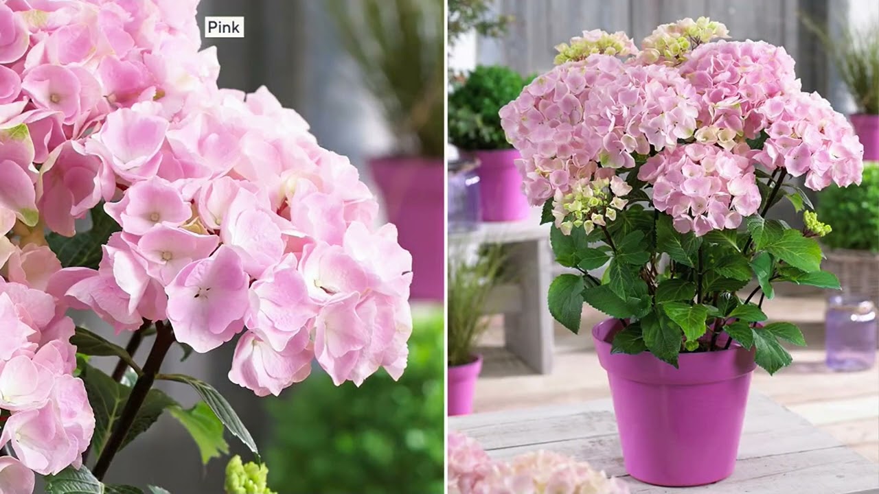 Hydrangea4936　1001 Roberta's 1pc Onyx Mophead Hydrangea Live Plant on QVC - YouTube