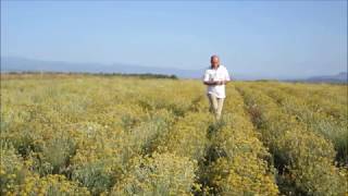 Immortelle Helichrysum Flowers In Our Albania Farmsplantations.