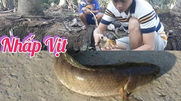 Nhấp Cá Lóc Bằng Vịt / Cá To Quá Đứt Luôn Lưỡi Câu