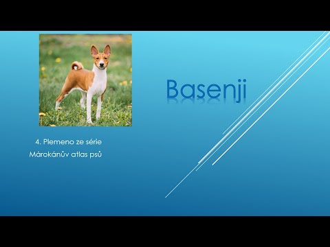 Video: Plemeno Psa Basenji Hypoalergenní, Zdraví A životnost