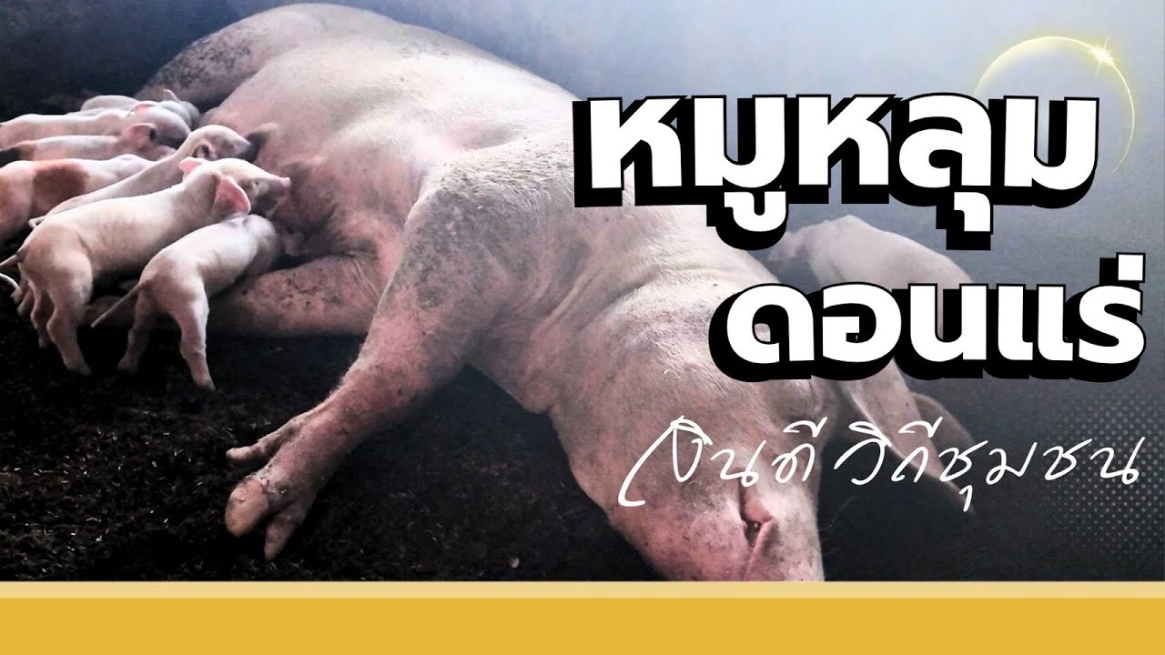 หมูหลุม ดอนแร่ | เงินดี วิถีชุมชน -แม่ไก่อู