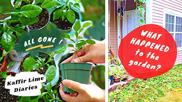 BRINGING KAFFIR LIME TREES INDOOR | LIFE UPDATE