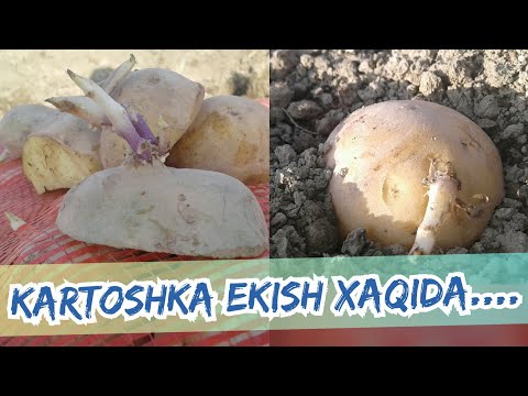 Kartoshka ekish Xaqida...