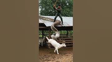 Man Saving Goat From Python’s Deadly Squeeze