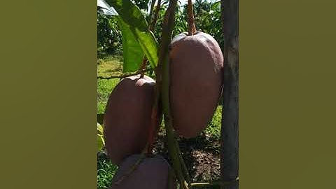 Xoài cát hồng đt 0939088739