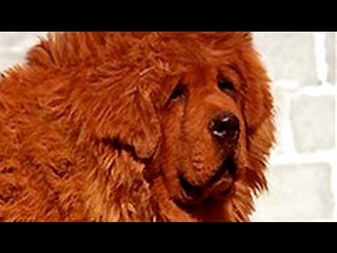 Red Tibetan Mastiff "Big Splash" Is Most Dog - YouTube