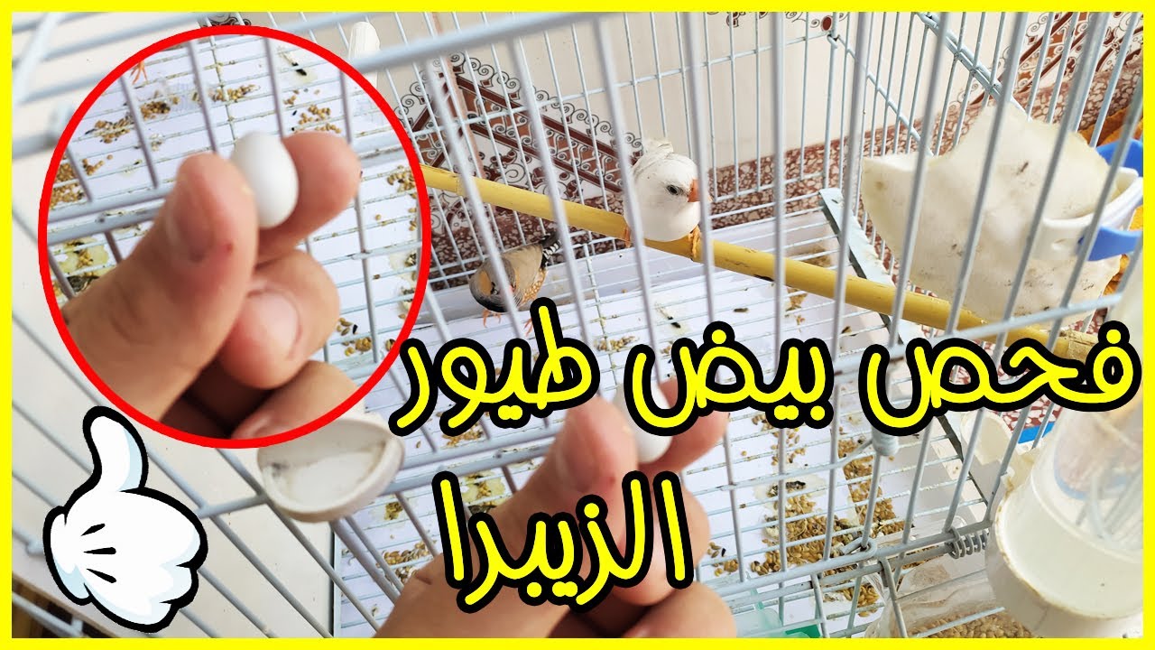 🧐فحص بيض🐣 طيور (الزيبرا فينش)🐦