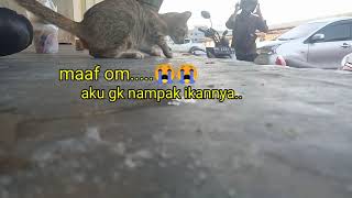 Kucing Sedih Kelaparan, Kucing Menangis Karena Lapar, Nasi Pun Dimakan Karena Lapar