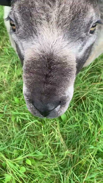 Fernando blue texel