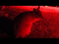 lots of marsupials eating: Bettongs, Wallabies- Western Australia