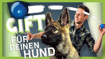 Wie gewöhne ich meinem Hund das Ballspielen ab?