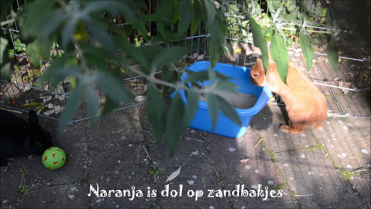video editing software free Konijnen Orry en Naranja hebben voor dierendag een nieuwe buitenren gekregen
