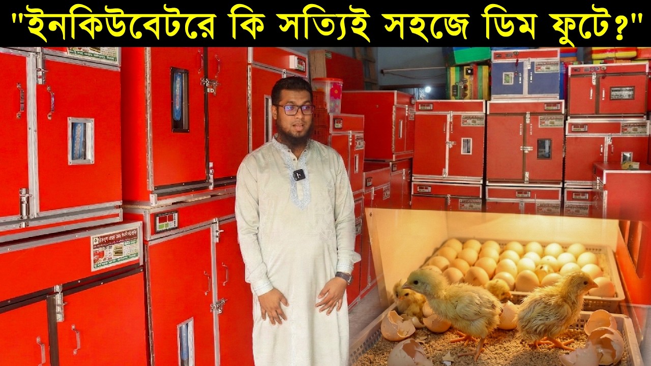 আসলেই কি ইনকিউবেটরে খুব সহজে হাঁস, মুরগি এবং কোয়েল পাখির ডিম ফুটে বাচ্চা হয়?