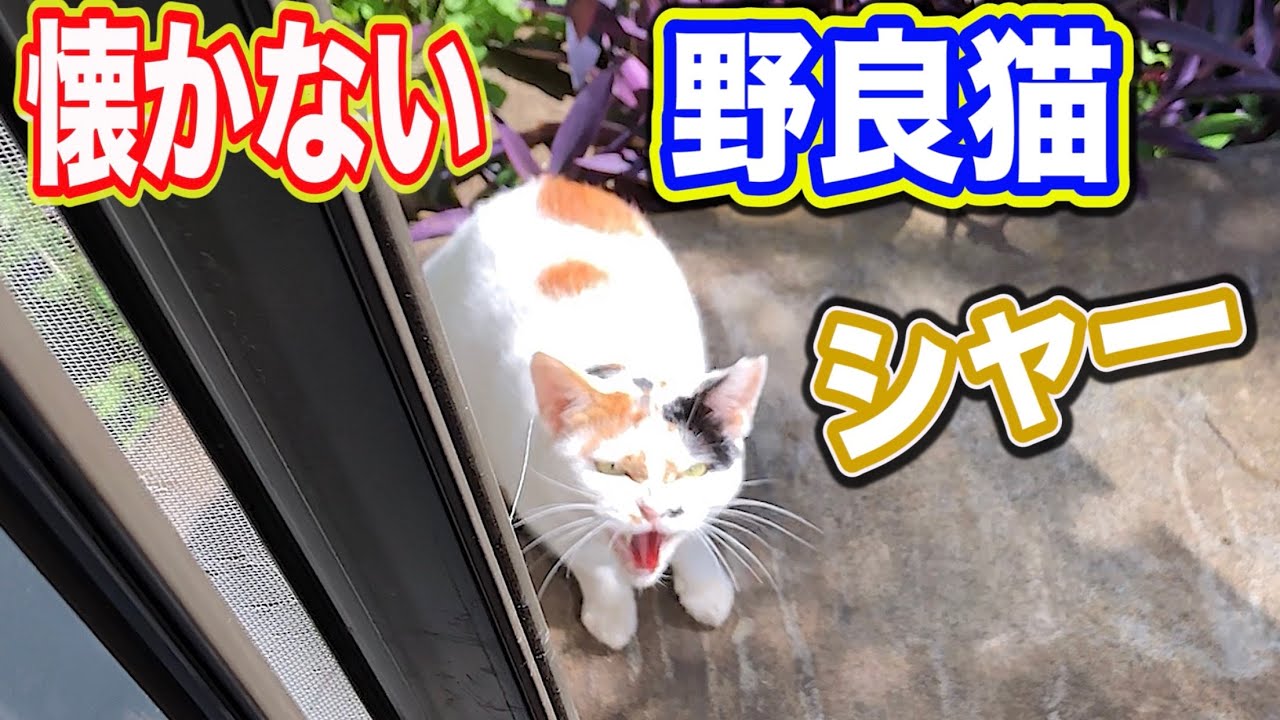 野良猫 懐かない野良猫でも遊びに来るw Kitten Cat Japanese Traditional House Youtube 野良猫 懐かない野良猫でも遊びに来るw Kitten Cat Japanese Traditional House Youtube