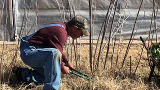 360 Farms  Pruning Elderberry