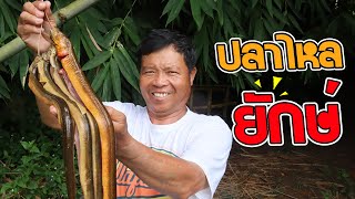 Eating Delicious In Jungle - Cooking Easy Fried Eels with Vegetables Recipe