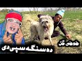 Da singa spe de  pashto new funny 2023 by tuti gull vines