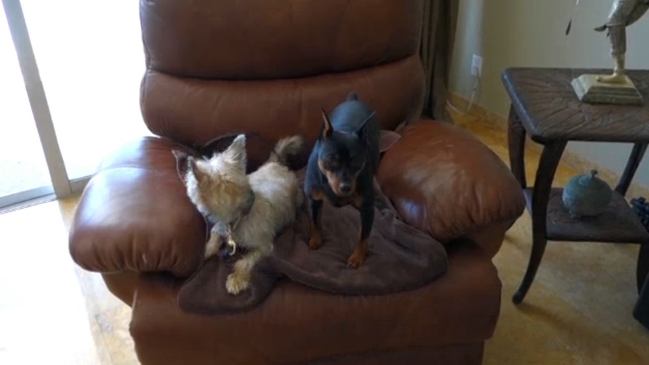 Dog Aggression Trainer Los Angeles, CA