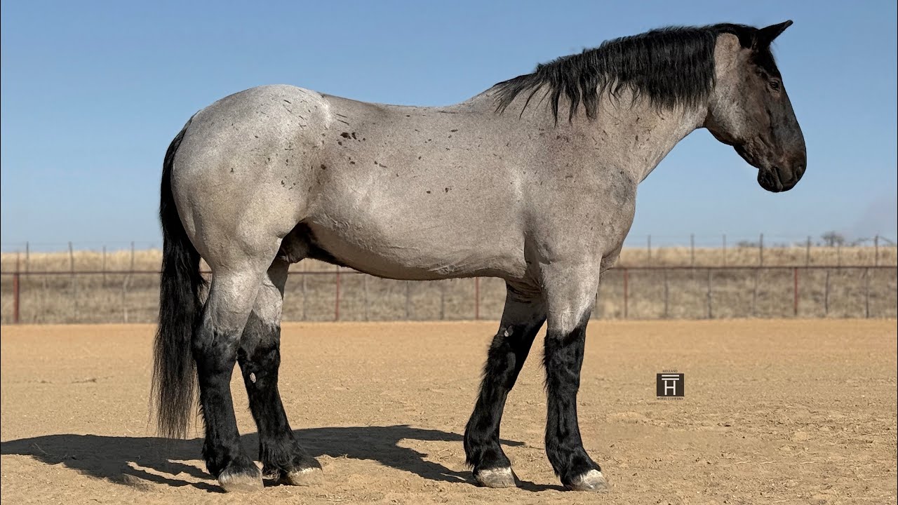Yogi - 2016 Registered Blue Roan Percheron Gelding