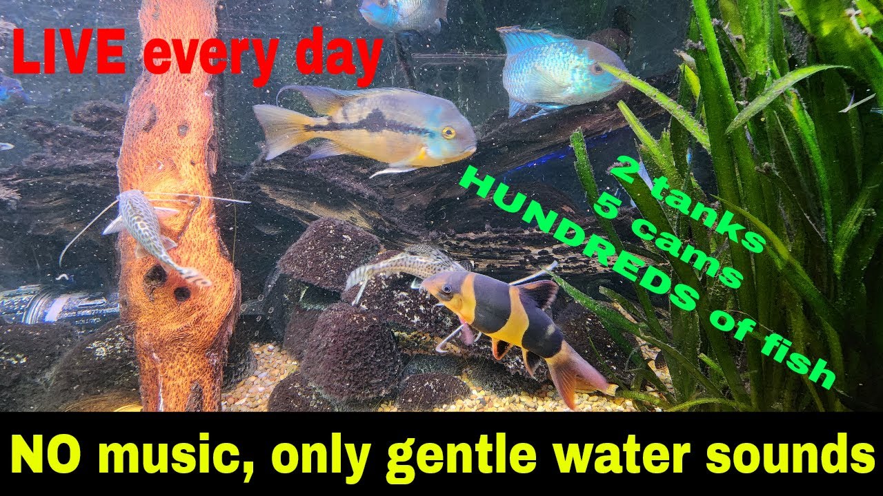 LIVE aquarium in 4K, beautiful freshwater fish!