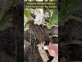 How To Harvest Massive Organic Garlic Like A Pro