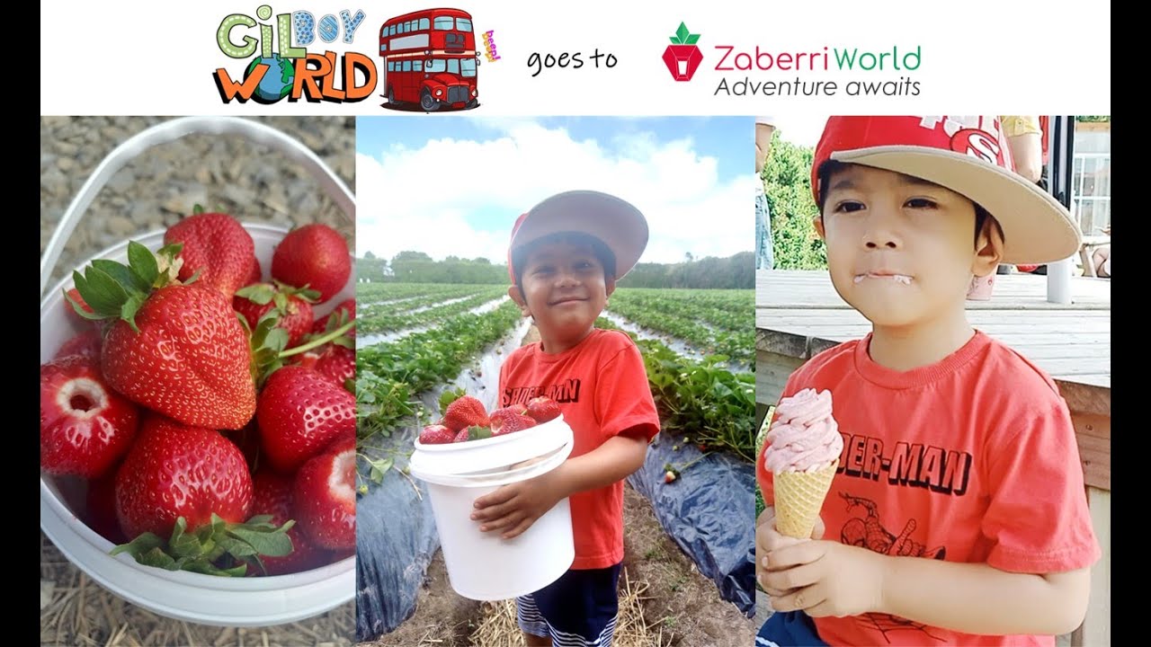 Strawberry Picking with Gilboy World at Zaberri... YouTube