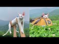 Spring outing with my cat devon rex