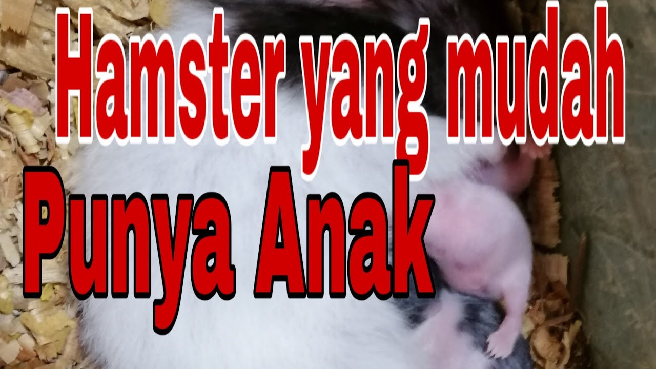 Hamster yang Mudah Hamil || Mudah di Ternakkan 