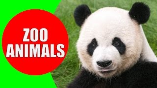 Zoo Animals for Kids  Videos and Sounds of Wild Animals at the Zoo for Children to Learn