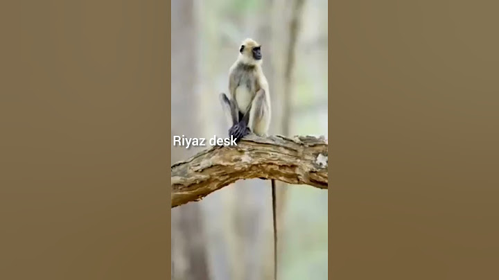 நான் அப்படியே ஷாக் ஆயிட்டேன் #shortsfeed #monkey #viral #shorts