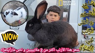 شاهد أجمل و أضخم و أغلى الأرانب بسوق الجزائر /أرنب بقيمة 2 ملايييين و نص !؟ / فيديو خاص بالارانب فقط