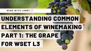 WSET Level 3 Wines  Understanding the Common Elements of Winemaking Part 1: The Grape