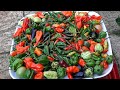 Harvesting Bangladeshi Naga Chillies || Shokher Bagan UK 2024