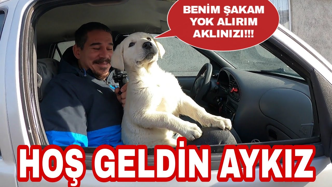 BU BAKIŞLAR ÇOK CAN YAKACAK|HOŞ GELDİN AYKIZ|YENİ KÖPEĞİMİZ