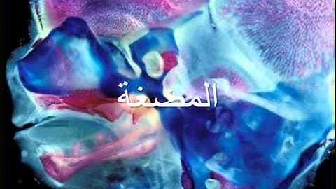 ۞أبو العينين شعيشع من سورة المؤمنون(نهاوند+رست)۞