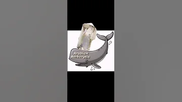 Amber Ambergris Ambregris Whalevomit عنبر حوت العنبر عنبرالحوت عنبر الحوت عنبره العنبر 