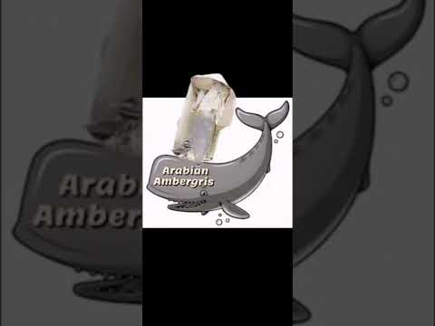 عنبر حوت العنبر عنبرالحوت عنبر الحوت عنبره العنبر