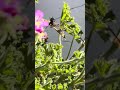 “La mantis cazó a la abeja en segundos… y fue brutal 😳🐝”