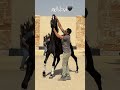 شاهد جمال لون الحصان الأسود 