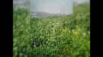 اواخر سورة المائدة 🌹 _ القارئ ابو حسن
