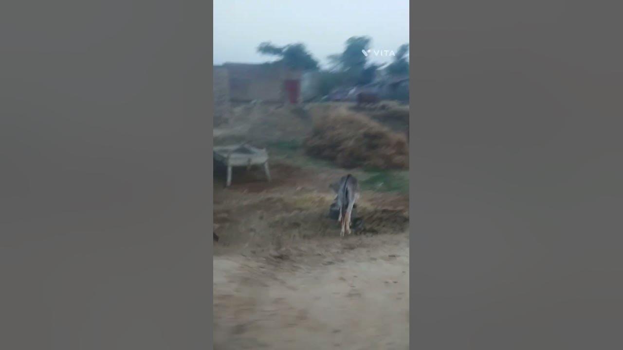 Village life is better than city.Village means close to nature YouTube