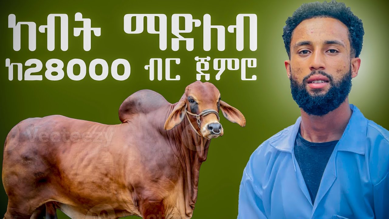 ከብት ማድለብ