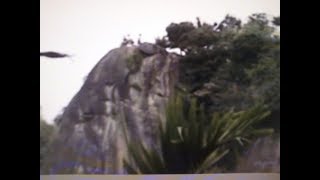 1011124B虎山吉虎導遊