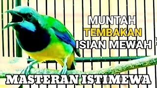 MASTERAN ISTIMEWA | CUCAK CUNGKOK GACOR FULL TEMBAKAN !!!