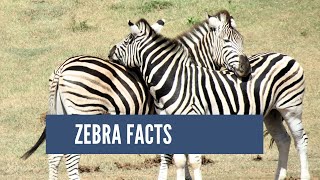 zebra facts #animal #youtubefeed #zebra #facts