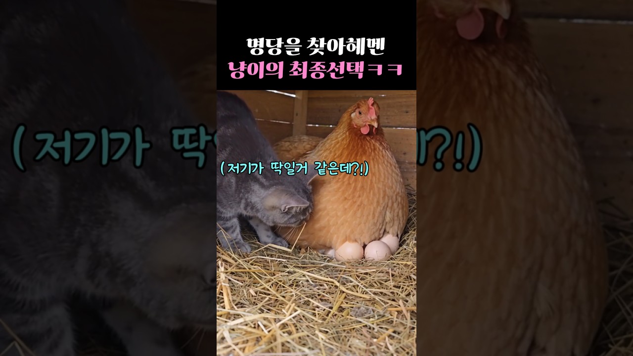 명당을 찾아헤멘 냥이의 최종선택ㅋㅋ