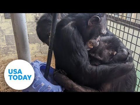 Reunited chimps share emotional hugs after roadside zoo rescue | USA TODAY