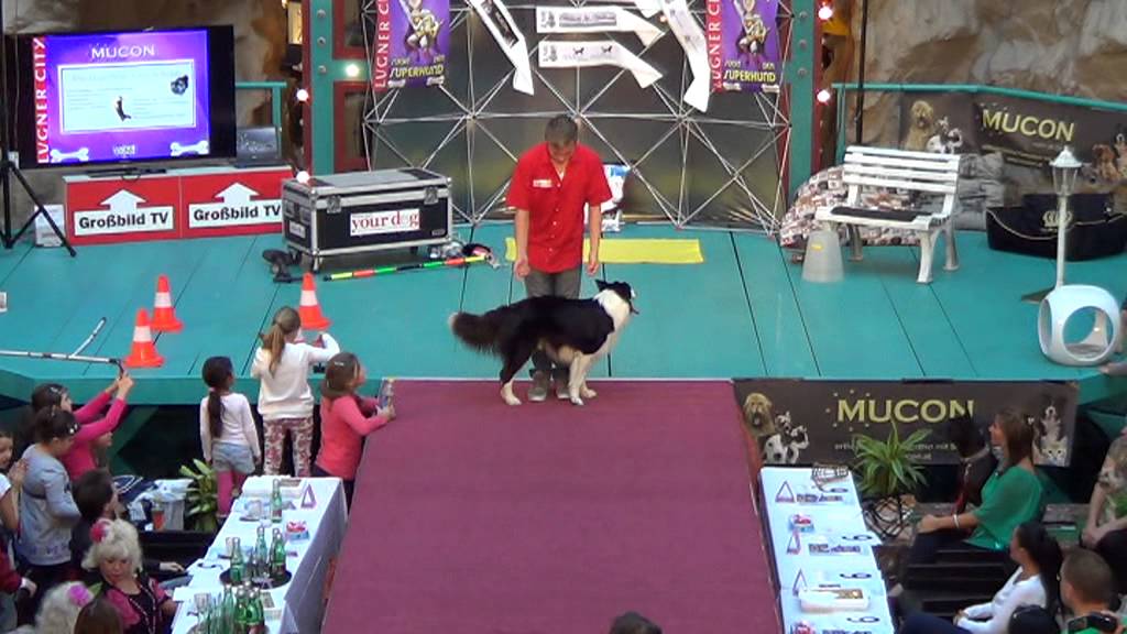 Best European Trickdog Falco mit Luki